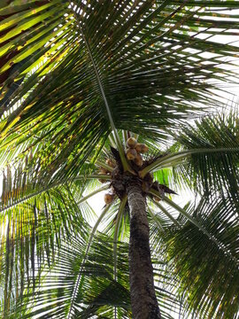 coconut trees and coconuts visible from below