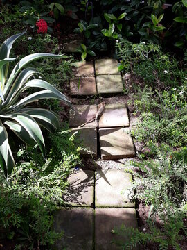 stone path between in the garden of plants