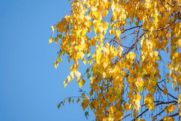 Birch branches with yellow leaves in autumn, in the light of sunset. Blue sky background