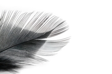 black feather texture  on white background