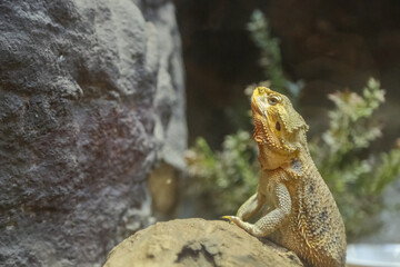 Desert lizard stand looking around and show face