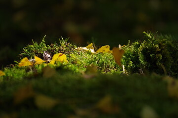 一面の苔に落ちる銀杏の葉