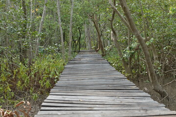 Fototapeta na wymiar mangrove forest area, Indonesia