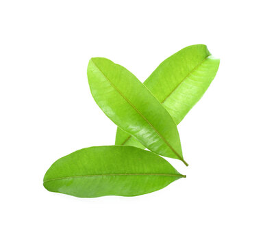 sapodilla leaf tree on white background