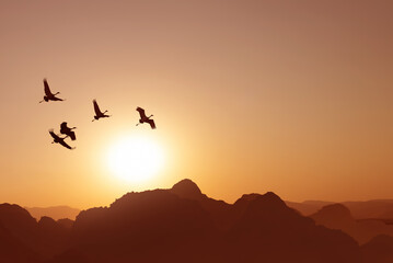 Obraz premium Flock of birds flying at sunset