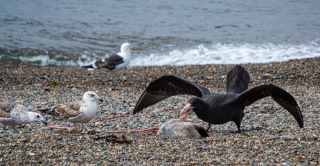 Almuerzo de playa.

aves carroñeras comiendo una cría de lobo marino fallecida.