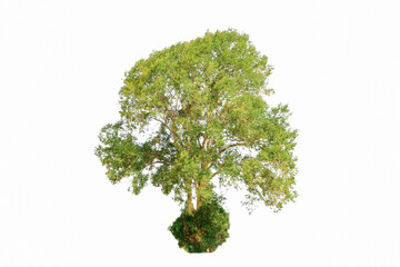 Big trees sprouting leaves on a isolated white background