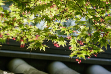 輝く日本楓の若葉と種