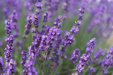 lavender