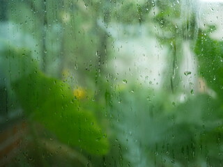 rain water drops on the window glass with green background blurry.