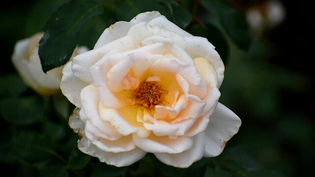 very beautiful white yellow rose close up.