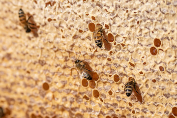 closeup of bees on honeyframe closed with wax in apiary beehive selective focus