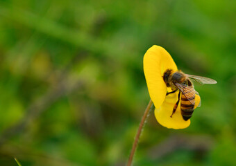 bee on yellow flower