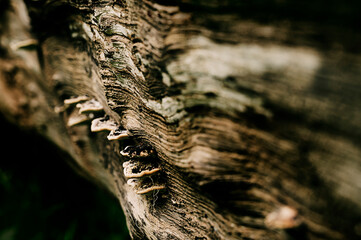 close up of a tree