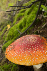 fly agaric mushroom in forest