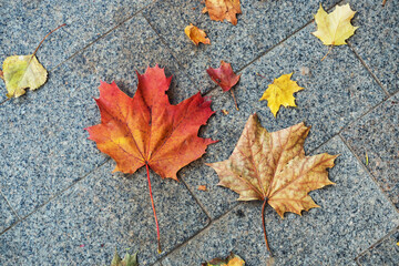 Background from autumn maple orange leaves on the ground.