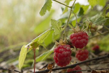 berries of a raspberry