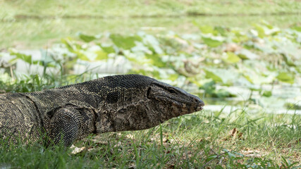 Thai giant water monitor lizard or Thai water monitor.