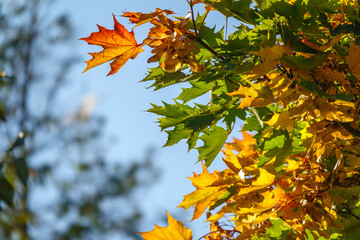 Maple branches with green and yellow leaves in autumn, in the light of sunset.