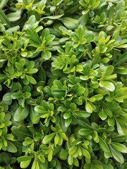 Obraz premium green leaves background