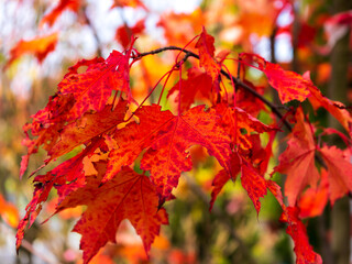 Naklejka na ściany i meble Branch with hanging bright red maple leaves as a blurred background of a beautiful autumn