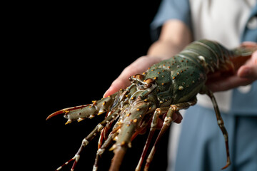 Fresh raw lobster in the woman hands. Spiny lobster.