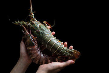 Woman hand holding fresh raw Tiger Prawn and spiny lobster on black background.