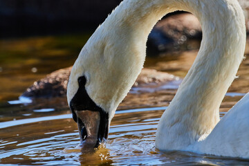 Swan in the Baltic sea swimming near coastline