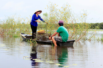 Landscape photo: girl picking dien dien (Vietnam)
