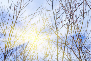 Fototapeta premium Willow tree branches with blossoming buds against blue sky in spring sunny day. Salix, Salicaceae. Symbol of Christian holiday Palm Sunday