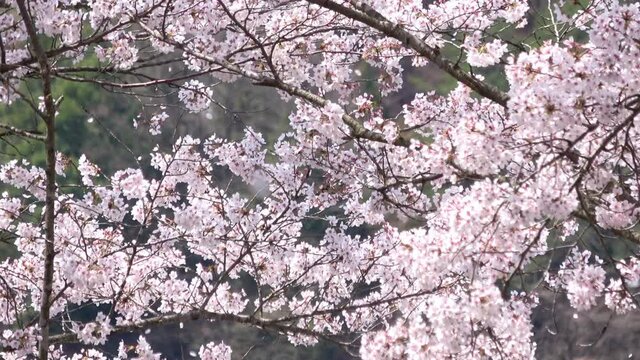 幻想的な桜吹雪  満開の桜  舞い散る花びら  4K  広島県安芸高田市土師ダムのどごえ公園  クローズアップ
