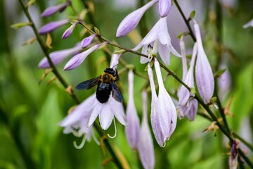 アガパンサスは花色がさわやかで涼感のある花をいっぱい咲かせ、立ち姿が優雅で美しいので好きな方はたくさんいます