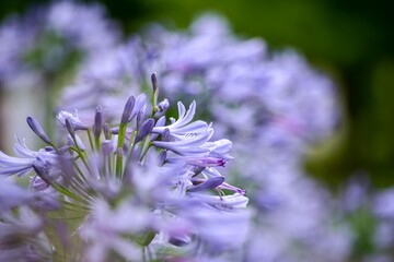 アガパンサスは花色がさわやかで涼感のある花をいっぱい咲かせ、立ち姿が優雅で美しいので好きな方はたくさんいます