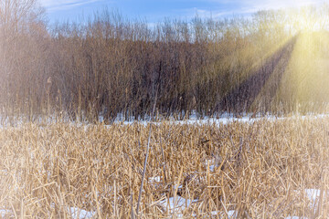 Winter natural landscape. Bare trees and twigs against blue sky on sunset. Wasteland, snow-covered river with dry reeds surrounded by forest