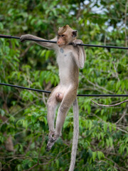 Photos of reaction of the monkey at Sattahip city Thailand.