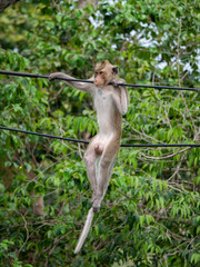 Photos of reaction of the monkey at Sattahip city Thailand.