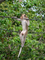 Photos of reaction of the monkey at Sattahip city Thailand.