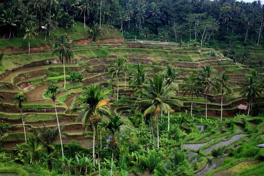 beautiful view of green rice fields