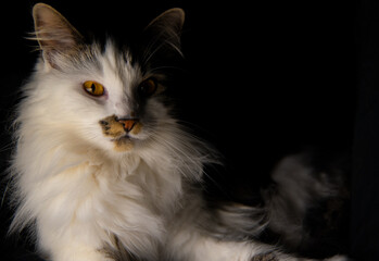 Stunning black, white and tortise shell colored cat on black background with moody face looks. Bright orange eyes, whiskers, fluffy face and ears. Maine Coone breed.