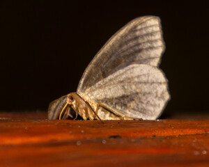 Beautiful, fragile moth butterfly