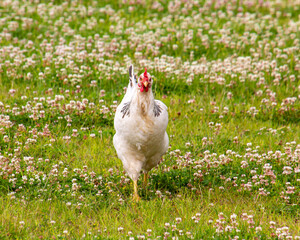 Beautiful white chicken walking in the grass.