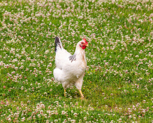 Beautiful white chicken walking in the grass.