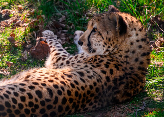 Naklejka na ściany i meble Beautiful spotted cheetah relaxing in the grass