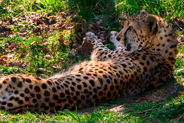 Beautiful spotted cheetah relaxing in the grass