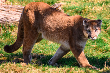Beautiful orange mountain lion walking