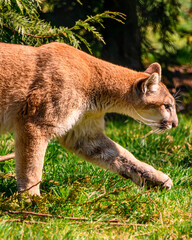 Beautiful orange mountain lion walking
