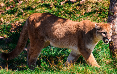 Beautiful orange mountain lion walking