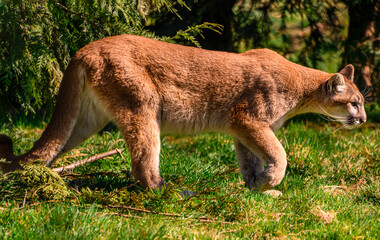 Beautiful orange mountain lion walking