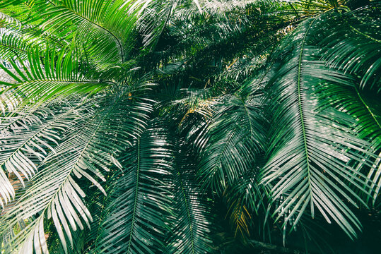 Plam leaves natural green pattern on dark background - Leaf beautiful in the tropical forest plant jungle