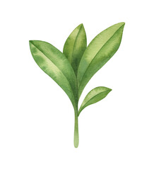 Obraz premium Watercolor tree. Cartoon bright isolated illustration on the light background.